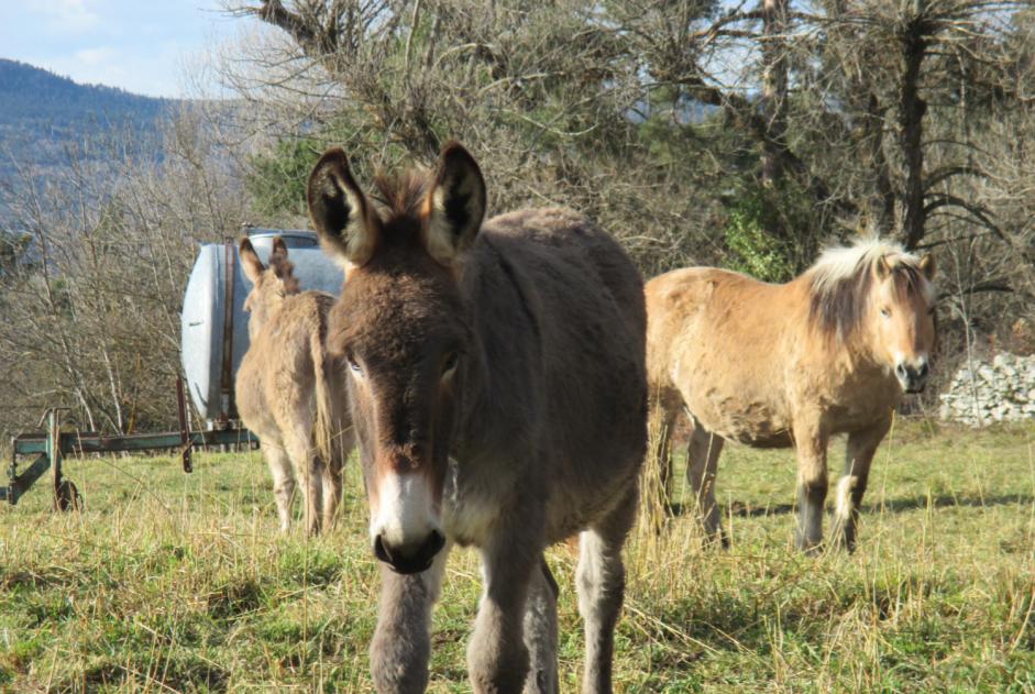 Alerta de Desaparición Caballo Macho , 2025 años Retournac Francia