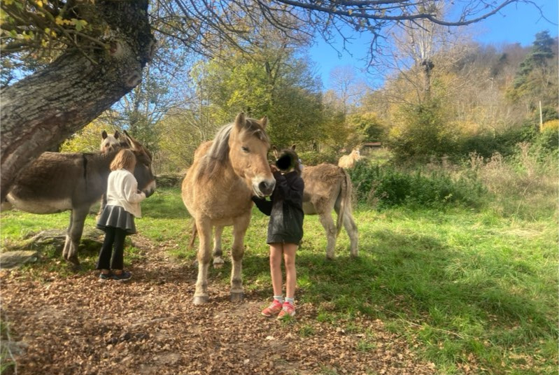 Alerta de Desaparición Caballo Macho , 2025 años Retournac Francia