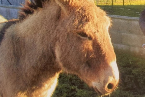 Alerta de Desaparición Caballo Macho , 2025 años Retournac Francia